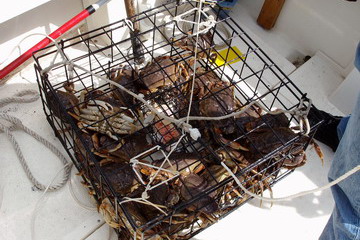 crab
