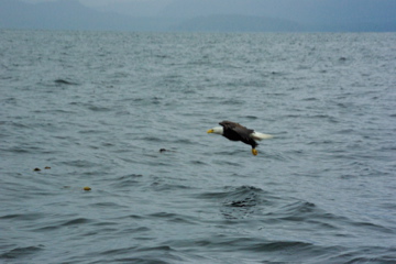 eagle