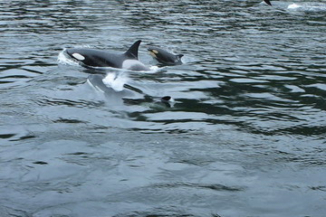 orcas
