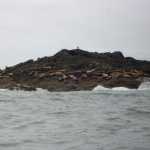 Sea lion colony