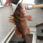 Copper rockfish